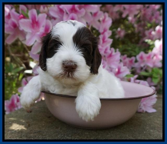 Fanny AJ pups 4 wks old 31