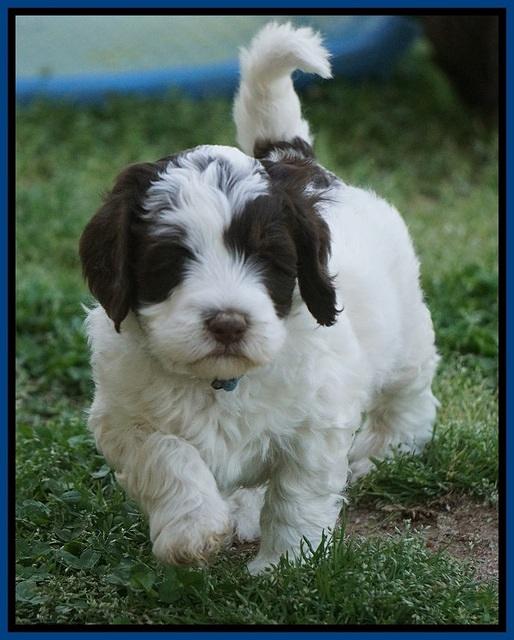 Fanny AJ pups 5 wks old 51