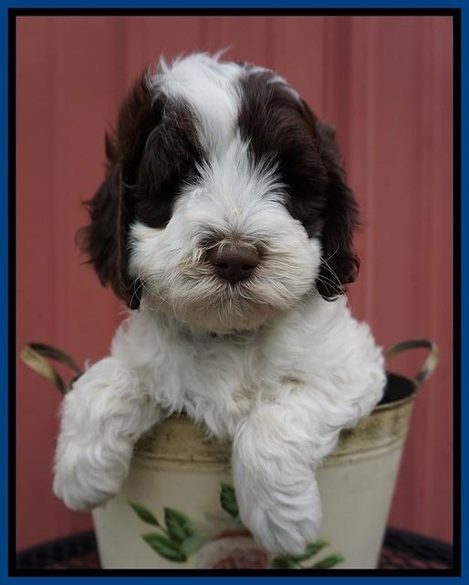 Fanny AJ pups 6 wks old 3100