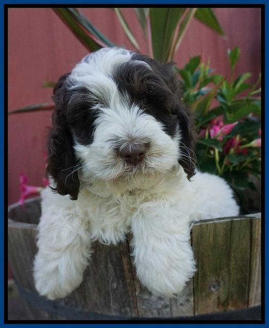 Fanny AJ pups 7 wks old 11