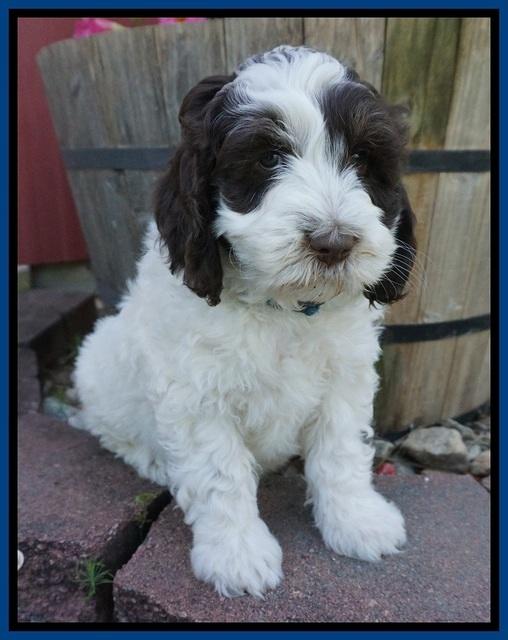 Fanny AJ pups 7 wks old 21