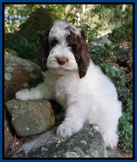 Fanny AJ pups 8 wks old 4975