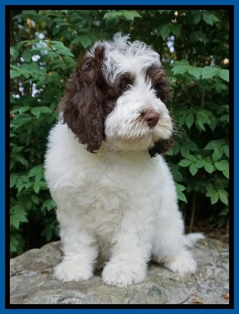 Fanny AJ pups 8 wks old 6975