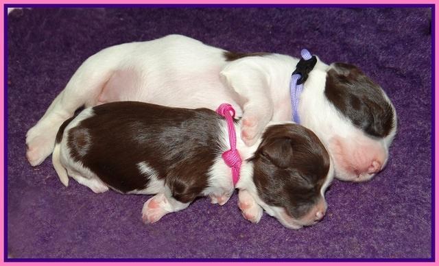 Fanny AJ pups 1 wk old 24!