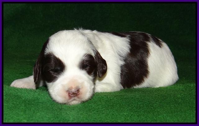 Fanny AJ pups 3 wks old 61