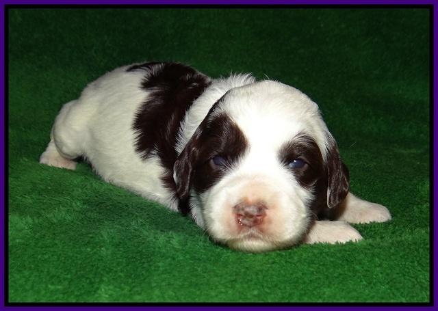 Fanny AJ pups 3 wks old 81