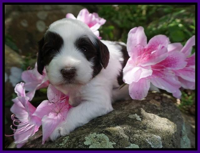 Fanny AJ pups 3 wks old 82