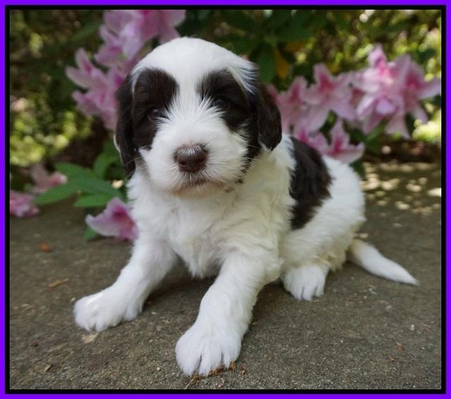 Fanny AJ pups 4 wks old 41