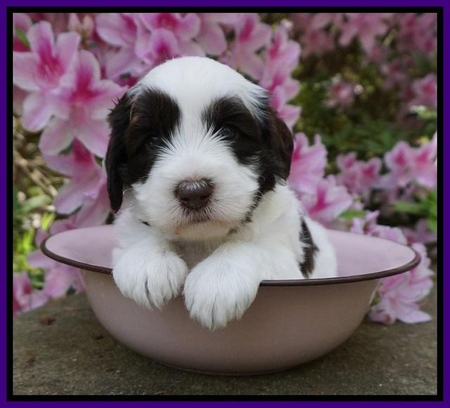 Fanny AJ pups 4 wks old 51