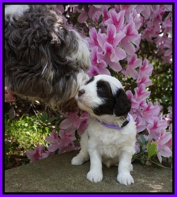 Fanny AJ pups 4 wks old 61