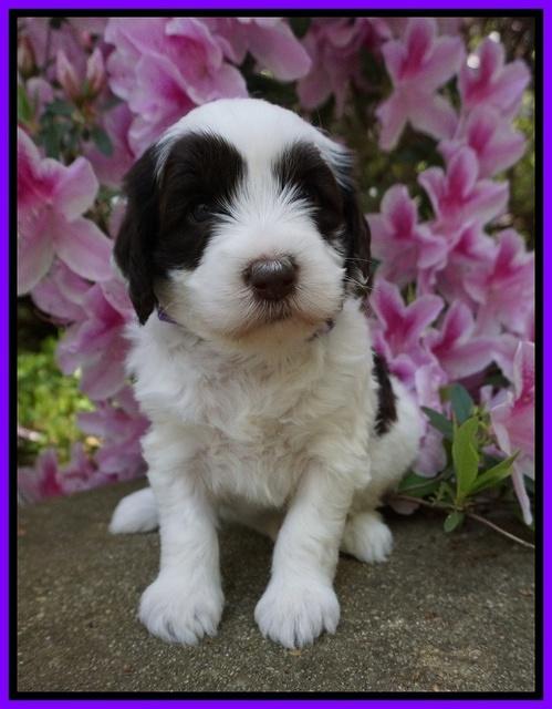 Fanny AJ pups 4 wks old 71