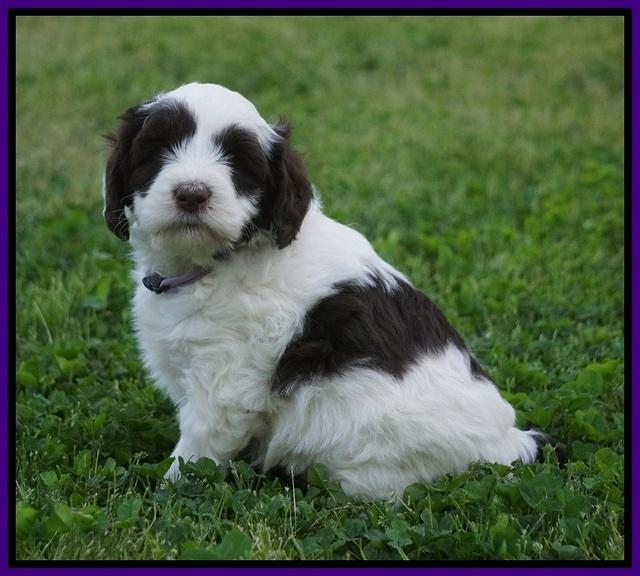 Fanny AJ pups 5 wks old 71