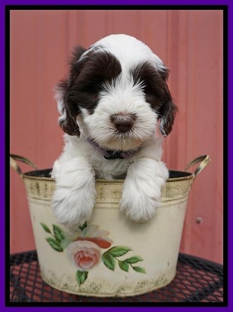 Fanny AJ pups 6 wks old 6100