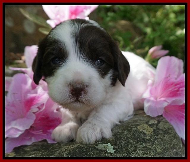 Fanny AJ pups 3 wks old 102