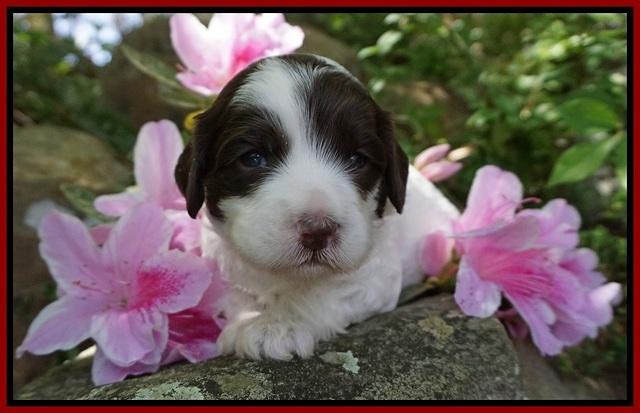 Fanny AJ pups 3 wks old 112