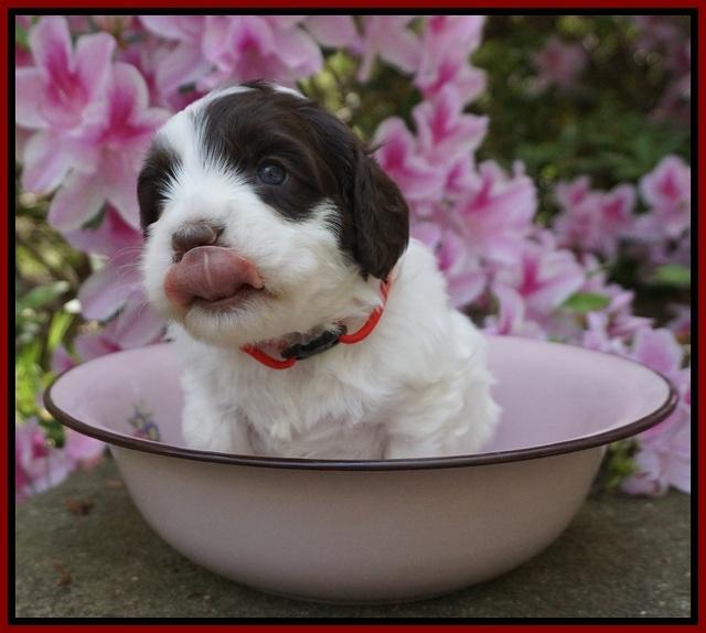 Fanny AJ pups 4 wks old 101