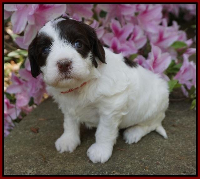 Fanny AJ pups 4 wks old 111