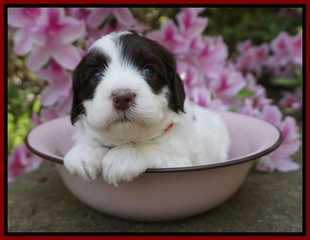 Fanny AJ pups 4 wks old 91