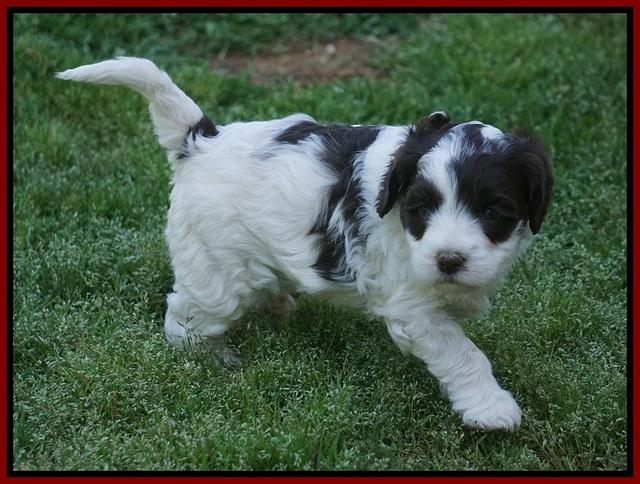 Fanny AJ pups 5 wks old 101