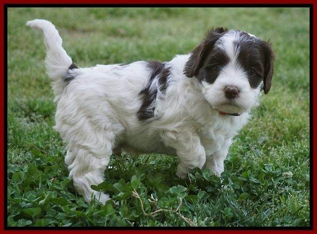 Fanny AJ pups 5 wks old 111