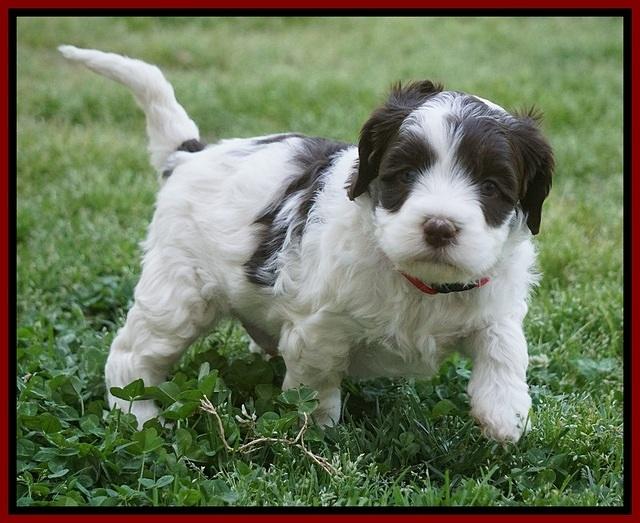 Fanny AJ pups 5 wks old 121