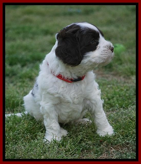 Fanny AJ pups 5 wks old 141