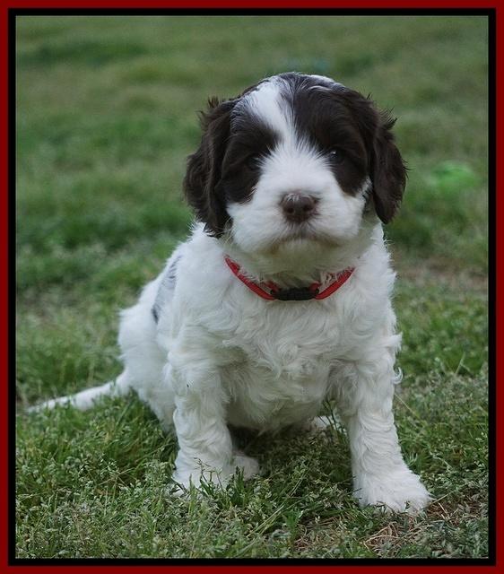 Fanny AJ pups 5 wks old 151