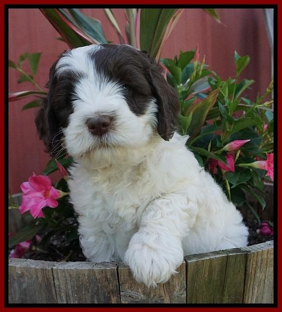 Fanny AJ pups 7 wks old 101