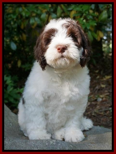 Fanny AJ pups 8 wks old 11975