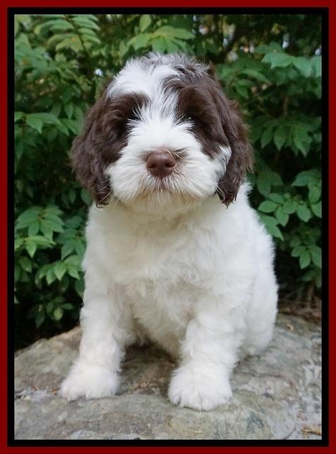 Fanny AJ pups 8 wks old 13975