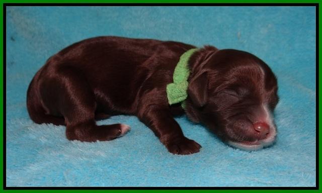 Fanny AJ Newborn 101