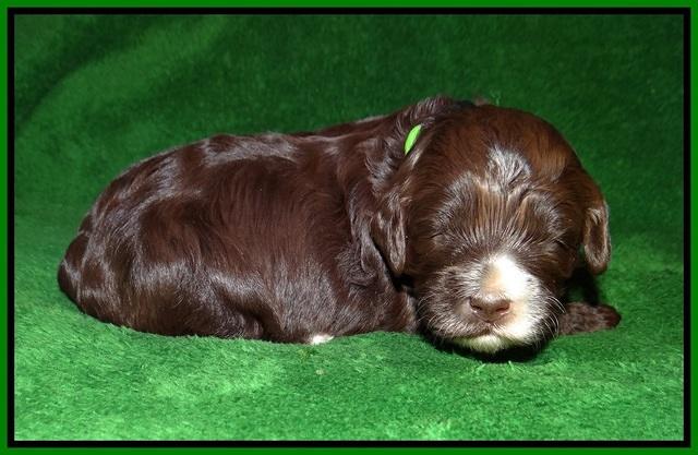 Fanny AJ pups 3 wks old 121