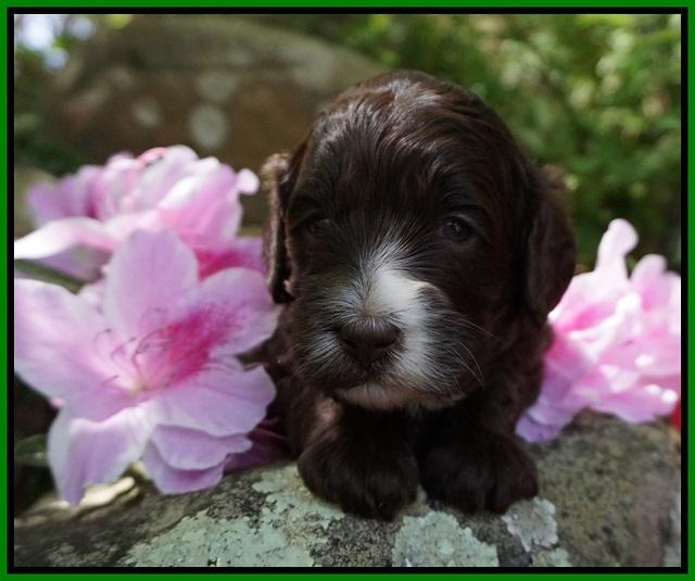 Fanny AJ pups 3 wks old 132