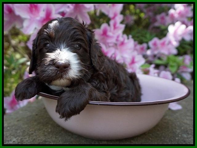 Fanny AJ pups 4 wks old 141