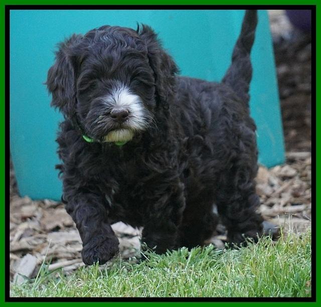 Fanny AJ pups 5 wks old 171