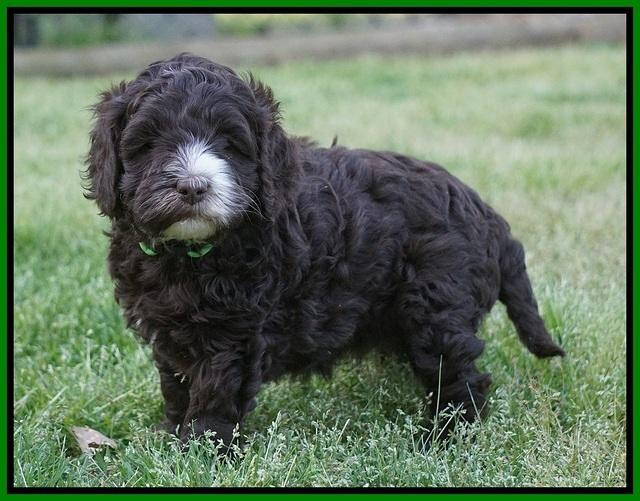 Fanny AJ pups 5 wks old 191