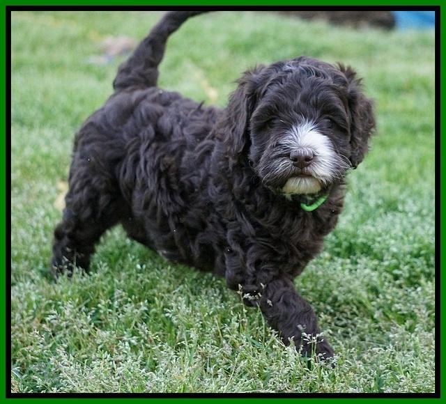 Fanny AJ pups 5 wks old 211