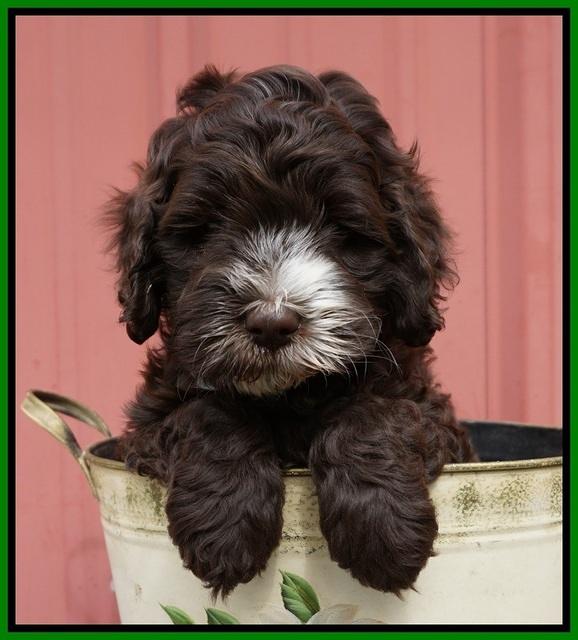 Fanny AJ pups 6 wks old 17100