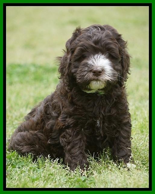 Fanny AJ pups 6 wks old 18100