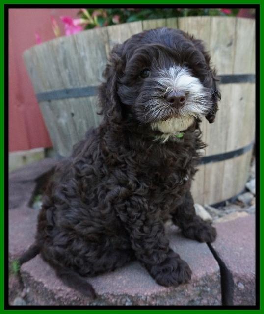 Fanny AJ pups 7 wks old 111