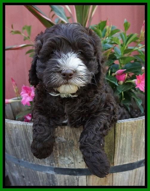 Fanny AJ pups 7 wks old 121