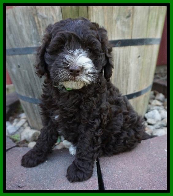 Fanny AJ pups 7 wks old 131