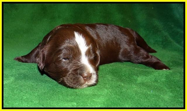 Fanny AJ pups 2 wks old 222