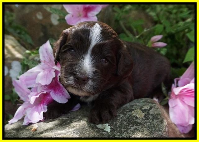 Fanny AJ pups 3 wks old 272