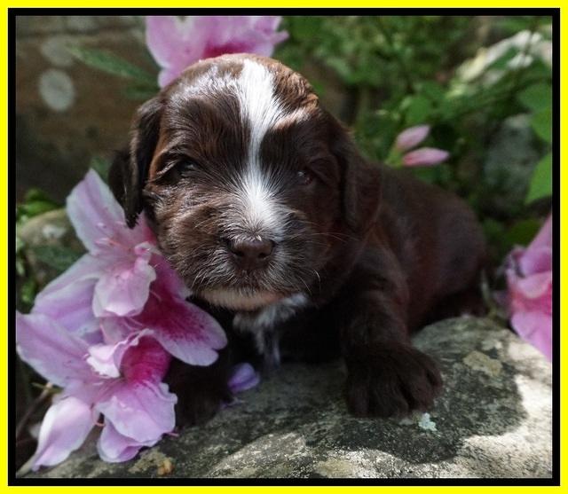 Fanny AJ pups 3 wks old 282