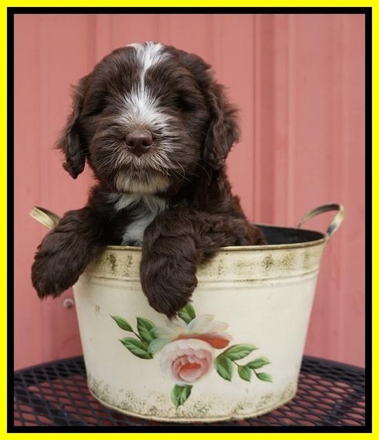 Fanny AJ pups 6 wks old 34100