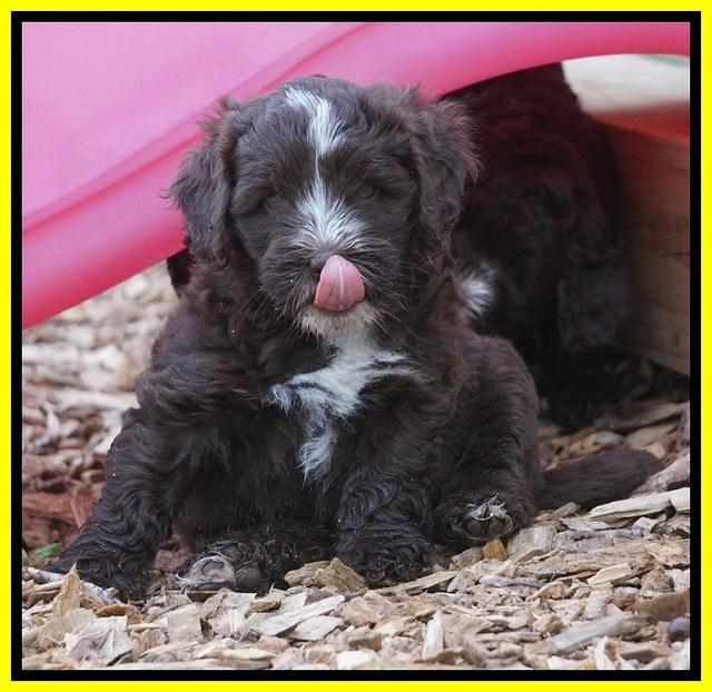 Fanny AJ pups 6 wks old 37100