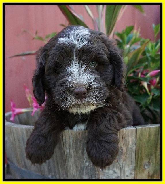 Fanny AJ pups 7 wks old 151