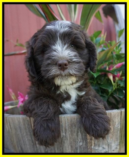 Fanny AJ pups 7 wks old 181