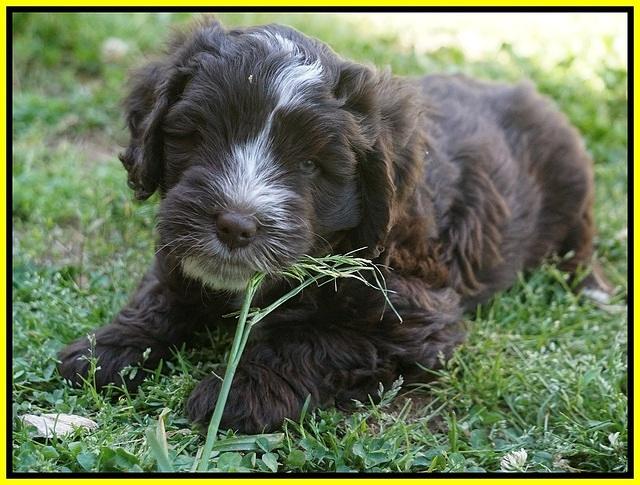 Fanny AJ pups 7 wks old 201